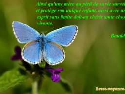 papilon ciel bleu
